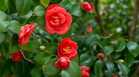 camellia common name.